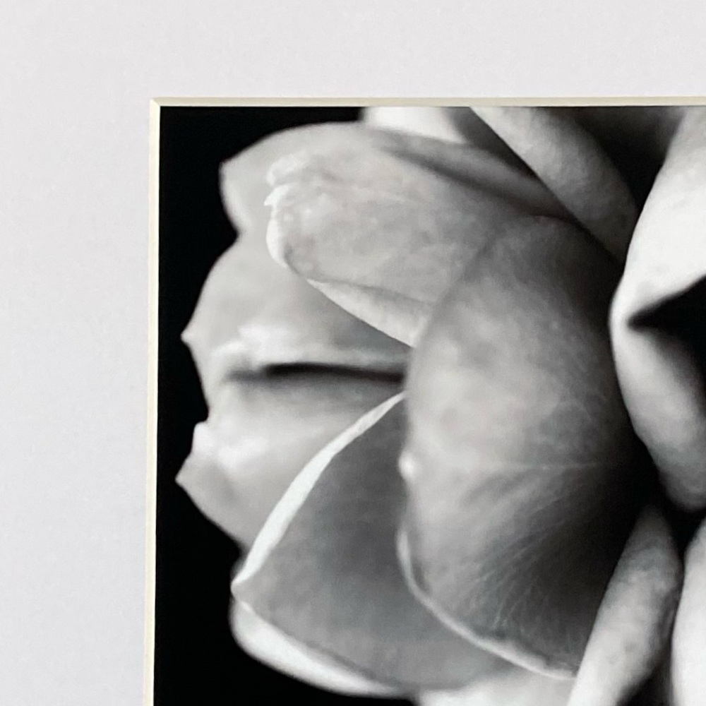 “WITHOUT YOU” ~ ORIGINAL ART by ~ @lisamichellebeckerphotography - Picture 3 of 14
